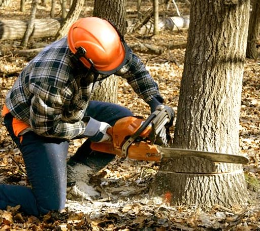 Tree Removal in Saint Paul, VA